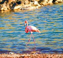 "Flamingo in Paradise" by Ellen Louise Photography, Photograph on Aluminum