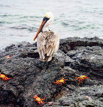 "The Pelican & Friends" by Ellen Louise Photography, Photograph on Fine Art Paper