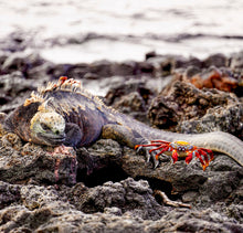"The Iguana & The Crab" by Ellen Louise Photography, Photograph on Fine Art Paper