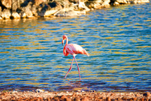 "Flamingo in Paradise" by Ellen Louise Photography, Photograph on Aluminum