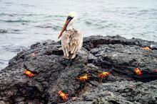 "The Pelican & Friends" by Ellen Louise Photography, Photograph on Fine Art Paper