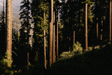 Tall trees in a forest with sunlight filtering through the leaves
