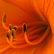 "Liliana" by Debra Rose de Leo, Photograph on Canvas