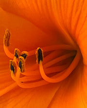 "Liliana" by Debra Rose de Leo, Photograph on Canvas