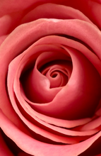 "Bella Rosa" by Debra Rose de Leo, Photograph on Canvas