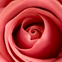 "Bella Rosa" by Debra Rose de Leo, Photograph on Canvas