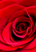 "Romance" by Debra Rose de Leo, Photograph on Canvas