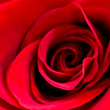 "Romance" by Debra Rose de Leo, Photograph on Canvas