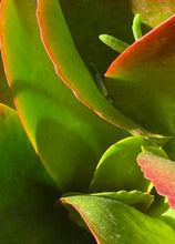 "Jungle Fever" by Debra Rose de Leo, Photograph on Canvas