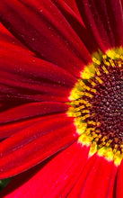 "Sunburst" by Debra Rose de Leo, Photograph on Canvas