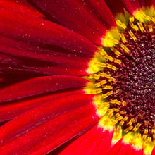 "Sunburst" by Debra Rose de Leo, Photograph on Canvas