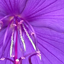 "Dancing Flower" by Debra Rose de Leo, Photograph on Canvas