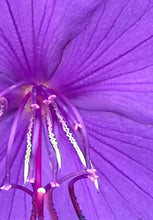 "Dancing Flower" by Debra Rose de Leo, Photograph on Canvas