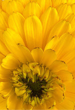 "Proud Mary" by Debra Rose de Leo, Photograph on Canvas