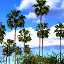 "Paradise" by Debra Rose de Leo, Photograph on Canvas
