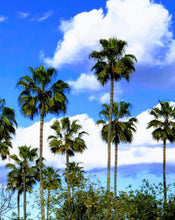 "Paradise" by Debra Rose de Leo, Photograph on Canvas