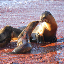 "Mama's Love" by Ellen Louise Photography, Photograph on Aluminum