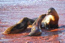 "Mama's Love" by Ellen Louise Photography, Photograph on Aluminum