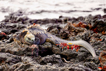 "The Iguana & The Crab" by Ellen Louise Photography, Photograph on Fine Art Paper