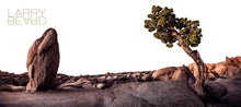 "New Beginnings" By Larry Beard, Fine Art Aluminum