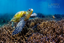 "Reefing Turtle" By Larry Beard, Fine Art Aluminum