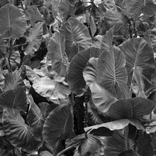 "Aninga Amazônica" by Karol Khaled, Photography on Fine Art Paper