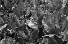 "Aninga Amazônica" by Karol Khaled, Photography on Fine Art Paper