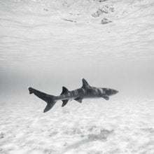 "Whitetip" by Ben Steele, Photograph on Fine Art Paper