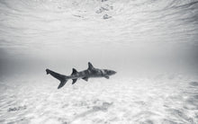 "Whitetip" by Ben Steele, Photograph on Fine Art Paper