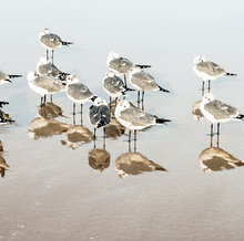 “Early Morning Conversation” By Katy Parks Wilson, Inkjet Print on Canvas