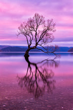 "The Wanaka Tree" By Armand Nour, On Archival Paper