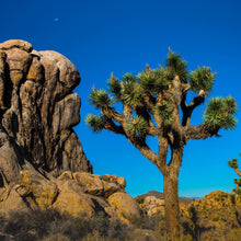 "Ode to Ansel" by Bert Mattingly, Photograph, Fuji Pearl Print