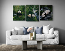 "Panda Bears" Triptych by Laura Curtin, Oils on Canvas