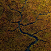 "Bonsai Earth" by Rich Caldwell, Photograph
